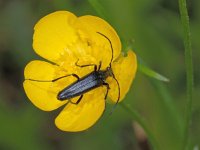 Stenurella nigra 01 #02000 : Stenurella nigra, Small Black Longhorn Beetle, Zwarte smalbok
