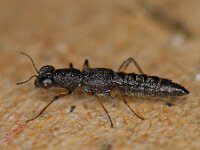 Stenus sp