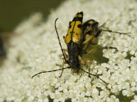 Strangalia maculata, Spotted Longhorn Beetle