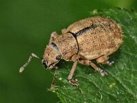 Strophosoma melanogrammum #47995 : Strophosoma melanogrammum, Bronzen snuitkever