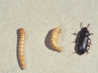 Tenebrio molitor 1, Meeltor, also larva and pupa, Saxifraga-Frits Bink