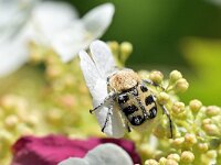 Trichius fasciatus 15, Penseelkever, Saxifraga-Tom Heijnen