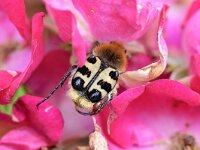 Trichius fasciatus 18, Penseelkever, Saxifraga-Tom Heijnen