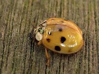 Adalia decempunctata 2, Tienstippelig lieveheersbeestje, Saxifraga-Ab H Baas