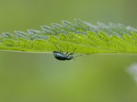 Agelastica alni 14, Elzenhaantje, Saxifraga-Jan Nijendijk