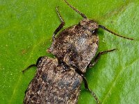 Agrypnus murinus 7, Muisgrijze kniptor, Saxifraga-Ab H Baas