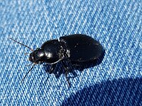 Anisodactylus binotatus 3, Gewone roodkruin, Saxifraga-Ben Delbaere