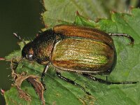 Anomala dubia #44555 : Anomala dubia