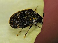 Anthrenus museorum 3, Museumkever, Saxifraga-Ab H Baas