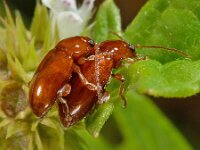 Asiorestia sp 3, Saxifraga-Ab H Baas