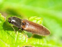 Athous haemorrhoidalis 4, Roodaarskniptor, Saxifraga-Ben Delbaere