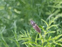 Athous haemorrhoidalis 5, Roodaarskniptor, Saxifraga-Ben Delbaere