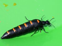 Berberomelo majalis
