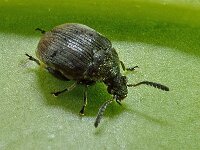 Bruchidius cf villosus 3, Bremzaadkever, Saxifraga-Ab H Baas