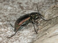 Calosoma inquisitor 01, Kleine poppenrover, AHB  Calosoma inquisitor, Kleine poppenrover Springendal op 15 mei 2018 Validatie Zie https://waarneming.nl/waarneming/view/156647101