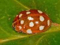 Calvia quatuordecimguttata 8, Roomvleklieveheersbeestje, Saxifraga-Ab H Baas