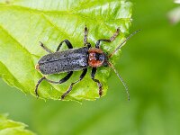 Cantharis fusca 10, Donker soldaatje, Saxifraga-Bart Heijne : 2025, Cantharidae, Cantharis fusca, Coleoptera, Engbertsdijksvenen, donker soldaatje, insect, juni, kever, stack 7, weekschildkever, zomer, zwartpootsoldaatje