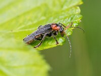 Cantharis fusca 9, Donker soldaatje, Saxifraga-Bart Heijne : 2025, Cantharidae, Cantharis fusca, Coleoptera, Engbertsdijksvenen, donker soldaatje, insect, juni, kever, stack 14, weekschildkever, zomer, zwartpootsoldaatje