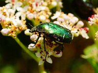 Cetonia aurata 12, Gouden tor, Saxifraga-Joep Steur