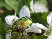 Beetle Rose chafer or Green rose chafer (Cetonia aurata) on Blackberry flower  Beetle Rose chafer or Green rose chafer (Cetonia aurata) on Blackberry flower : beetle, bug, Rose chafer, r Green rose chafer, chafer, Cetonia aurata, Blackberry, rubus, flower, green, shining, wild, animal, wildlife, insect, nature, natural, outside, outdoor, outdoors, close-up, macro, summer, summertime, no people, nobody, gold, white, wing, wings, eating, foraging, beauty, beauty in nature, single animal