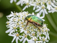 Cetonia aurata 9, Gouden tor, Saxifraga-Bart Heijne : 2024, Cetonia aurata, Coleoptera, De Knokkert, Zeeland, Zeeuws Vlaanderen, berenklauw, gouden tor, insect, juli, kever, vakantie, zomer