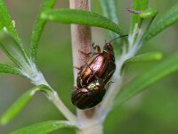 Chrysolina americana, Rosemary beetle