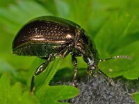 Chrysolina oricalcia