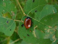 Chrysomela populi 3, Grote populierenhaan, Saxifraga-Harry van Oosterhout : insect, kever, populierenhaantje, vraat