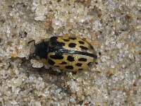 Chrysomela vigintipunctata