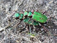 Cicindela campestris 14, Groene zandloopkever, Saxifraga-Hans Grotenhuis
