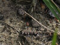 Cicindela hybrida 11, Bastaardzandloopkever, Saxifraga-Rutger Barendse