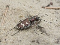 Cicindela hybrida 12, Bastaardzandloopkever, Saxifraga-Rutger Barendse