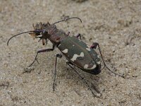 Cicindela hybrida 13, Bastaardzandloopkever, Saxifraga-Rutger Barendse