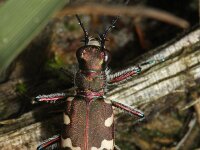 Cicindela hybrida 15, Bastaardzandloopkever, Saxifraga-Rutger Barendse