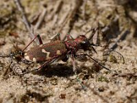 Cicindela hybrida 16, Bastaardzandloopkever, Saxifraga-Hans Dekker