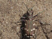 Cicindela hybrida 27, Bastaardzandloopkever, Saxifraga-Jan Nijendijk