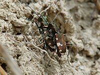 Cicindela hybrida 6, Bastaardzandloopkever, Saxifraga-Willem van Kruijsbergen