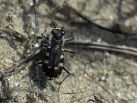 Cicindela hybrida 7, Bastaardzandloopkever, female, Saxifraga-Frits Bink