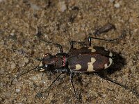 Cicindela hybrida 9, Bastaardzandloopkever, male, Saxifraga-Frits Bink