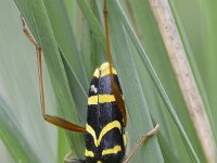 Clytus arietis 13, Kleine wespenbok, Saxifraga-Tom Heijnen