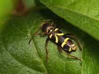 Clytus arietis 15, Kleine wespenboktor, Saxifraga-Tom Heijnen