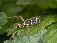 Clytus arietis #01955 : Clytus arietis, Kleine wespenboktor