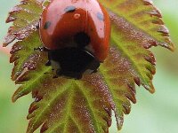 Coccinella septempunctata 3, Zevenstippelig lieveheersbeestje, Saxifraga-Frank Dorsman  Coccinella septempunctata, Zevenstippelig lievheersbeestjeAW-duinen 030811