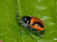 Cryptocephalus bipunctatus