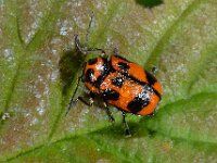 Cryptocephalus sexpunctatus cf octopunctatus 2, Saxifraga-Ab H Baas