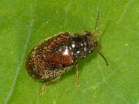 Cyphon sp 4, Saxifraga-Ab H Baas