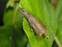 Deporaus betulae #07593 : Deporaus betulae, Berkensigarenmaker