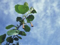 Deporaus betulae 6, Berkensigarenmaker, cigars, Saxifraga-Frits Bink