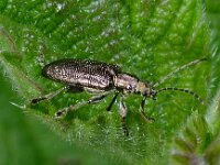 Donacia sp 6, Rietkever, Saxifraga-Ab H Baas