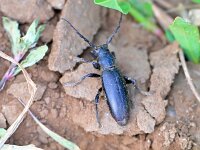 Dorcadion aethiops